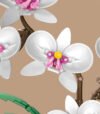 White Phalaenopsis flower building blocks
